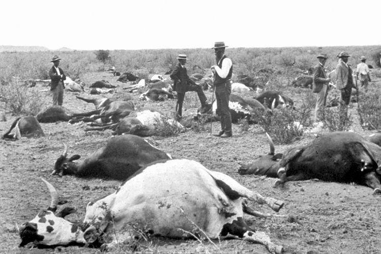 Wabah Rinderpest di Afrika Selatan, 1896. (commons.wikimedia.org/kaʁstn)