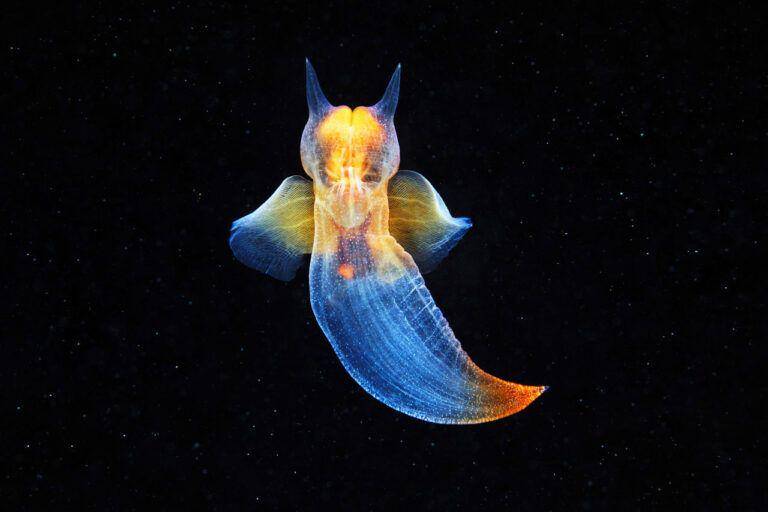 freetheocean.com