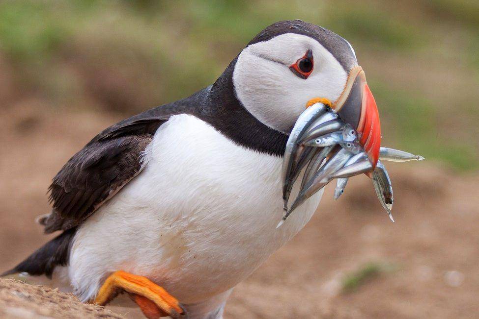 ilustrasi puffin atlantik dengan buruannya (commons.wikimedia.org/Joanne Goldby)