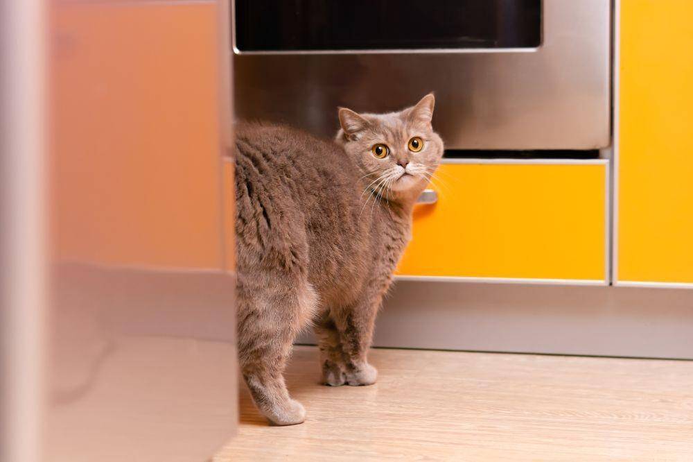 ilustrasi kucing melakukan spraying (petstock.co.nz)