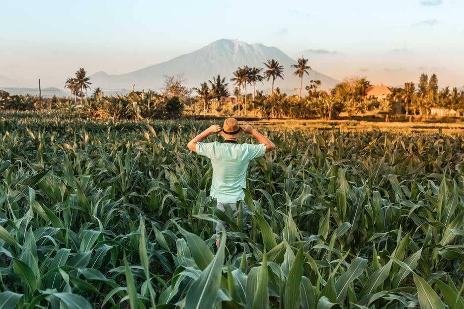 ilustrasi kebun jagung (pexels.com/Artem Beliaikin)