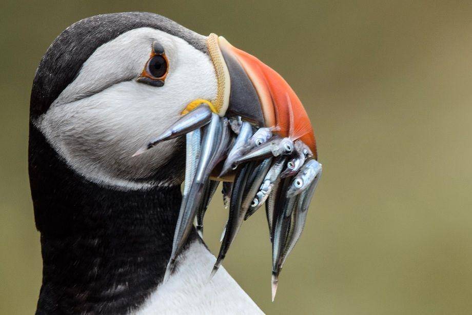 ilustrasi puffin atlantik dengan buruannya (unsplash.com/hoops1972)