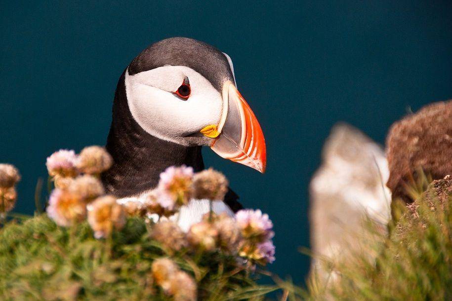 ilustrasi puffin atlantik (commons.wikimedia.org/Didier Baertschiger)