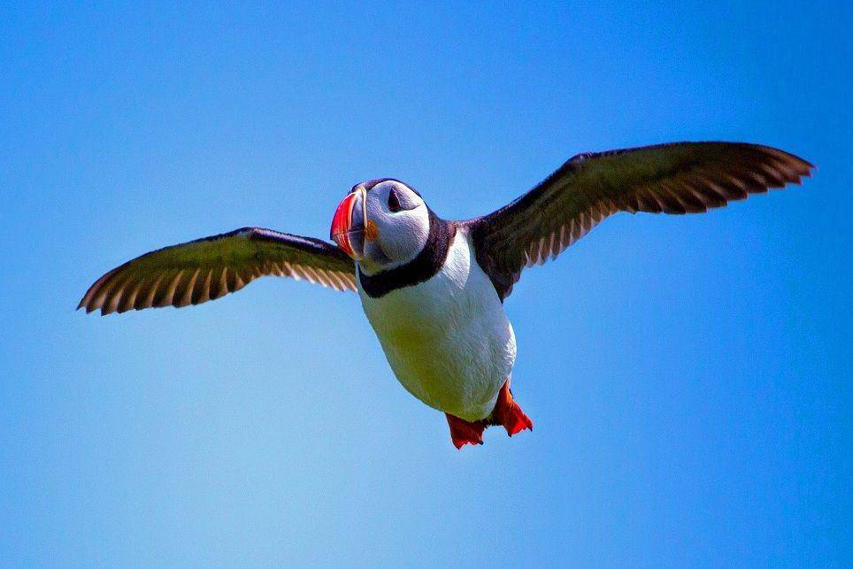 ilustrasi puffin terbang (pixabay.com/jon57-1587760)