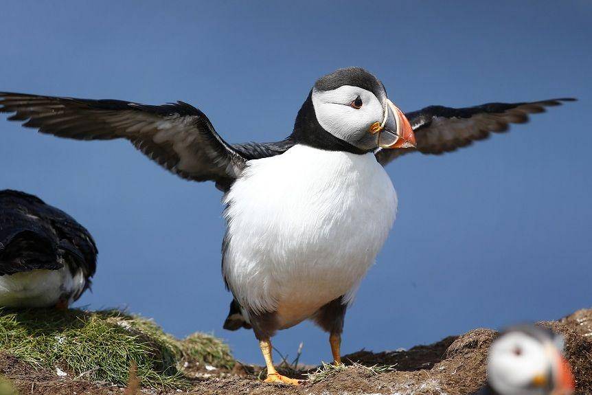 ilustrasi puffin atlantik merentangkan sayap (pixabay.com/hrw1973-3088752)