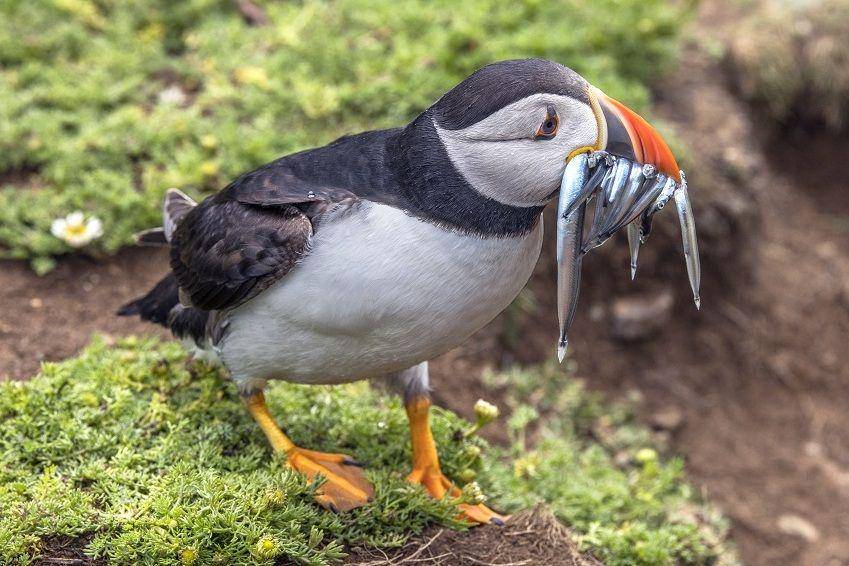 ilustrasi puffin atlantik dengan buruannya (commons.wikimedia.org/Charles J. Sharp)