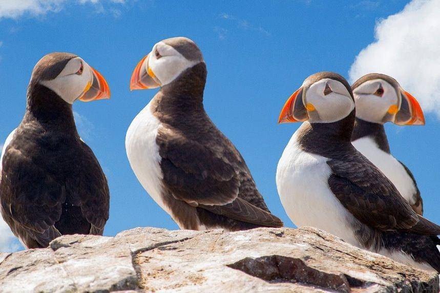 ilustrasi puffin atlantik (pixabay.com/no-longer-here-19203)