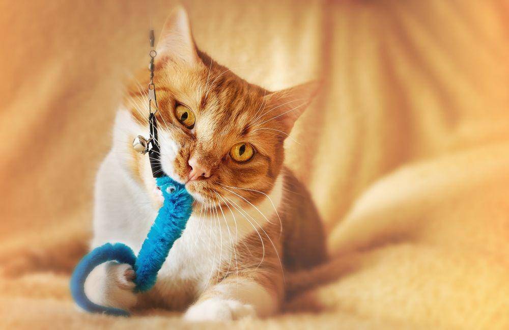 ilustrasi kucing menggigit mainan (pixabay.com/Darkmoon_Art)