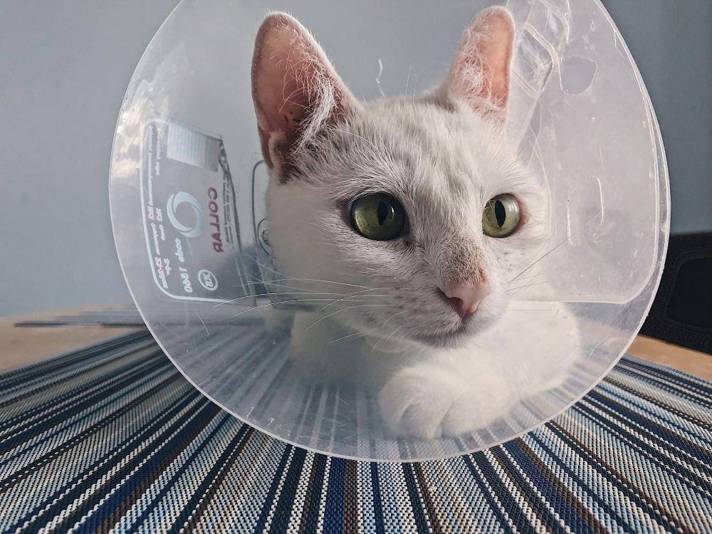 ilustrasi kucing memakai cone pasca disteril (pixabay.com/lhlaponina)