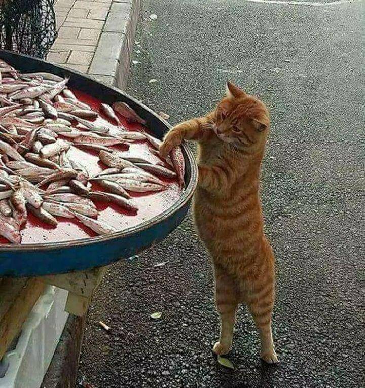 potret hewan terciduk mencuri (reddit.com/berkuensal)