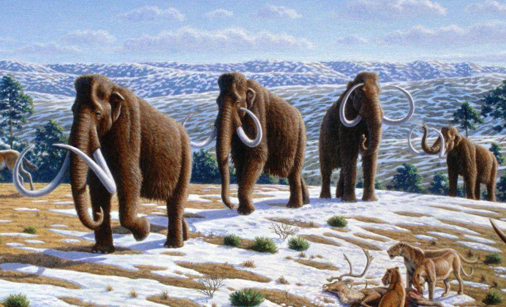 ilustrasi spesies mamut yang berada di Zaman Es (commons.wikimedia.org/Mauricio Anton)