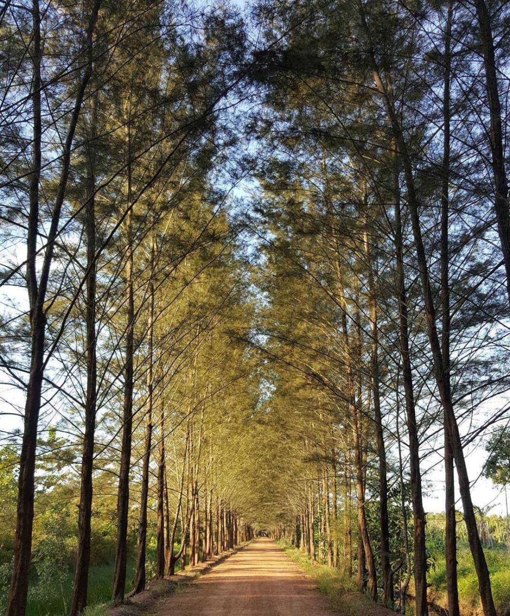 Bangka Botanical Garden (Instagram.com/henrypradipta)
