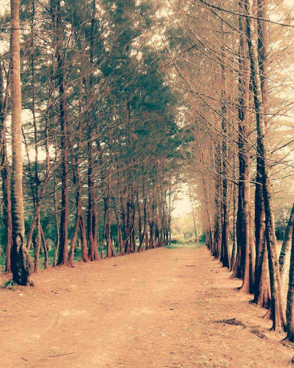 Bangka Botanical Garden (instagram.com/nenkpriyani)