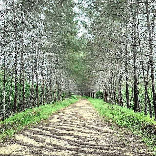Bangka Botanical Garden (Instagram.com/explorebangka)