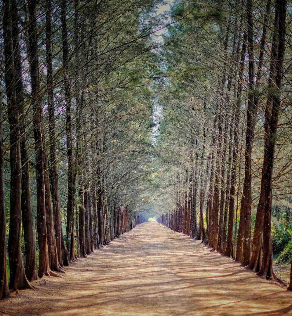 Bangka Botanical Garden (instagram.com/mikii190)