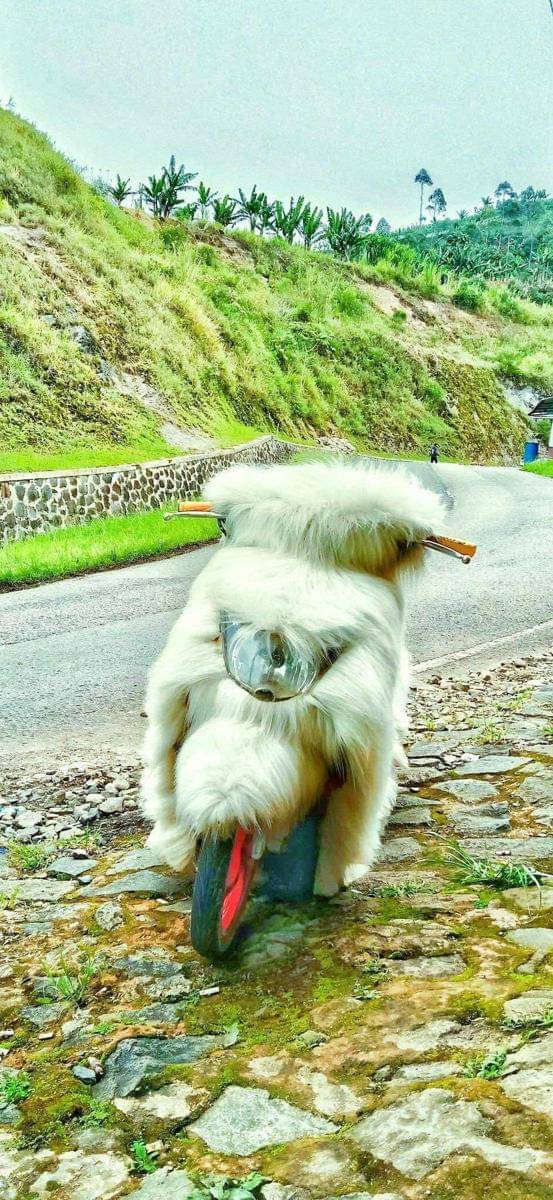 modifikasi motor lucu (twitter.com/jowoshitpost)