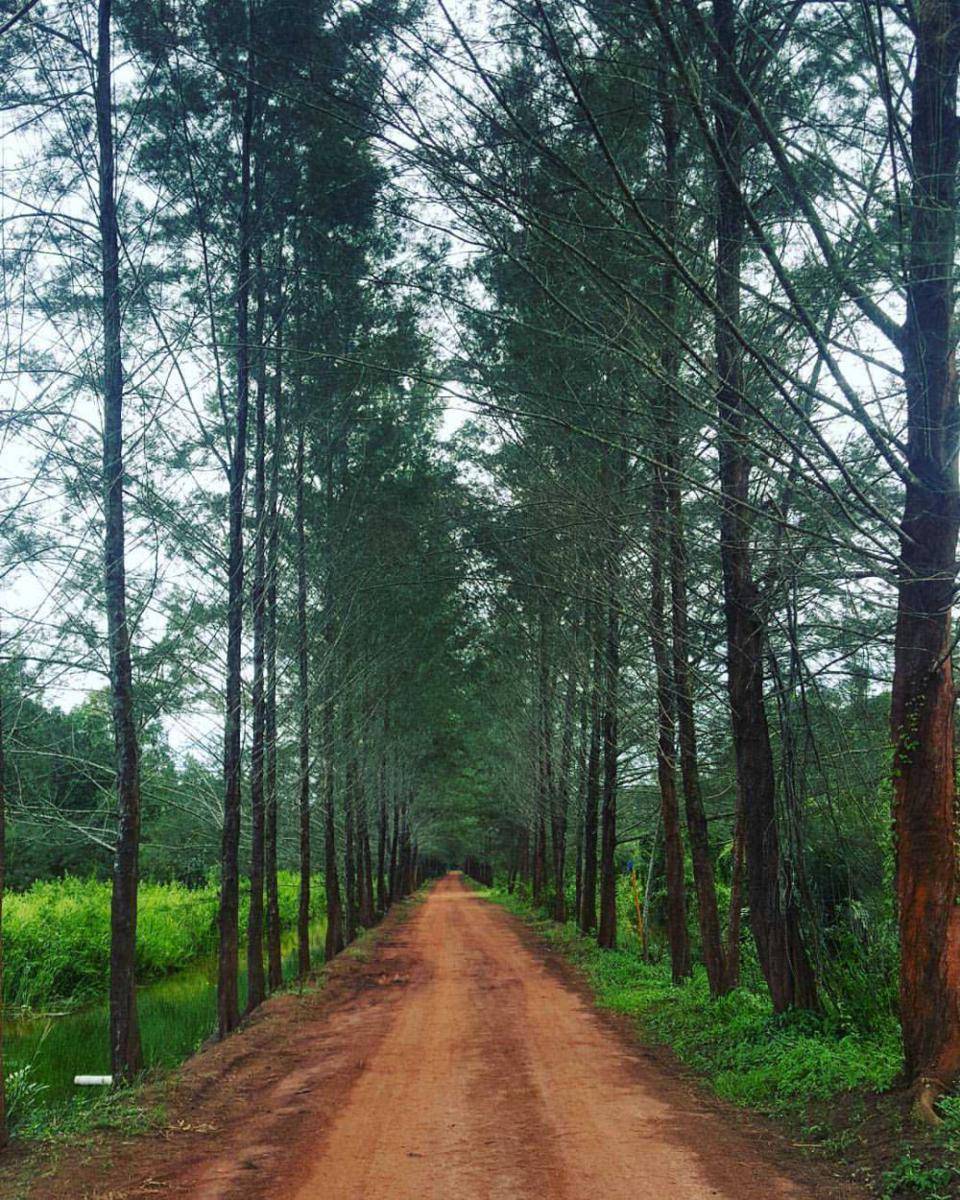 Bangka Botanical Garden (instagram.com/chokychokee)
