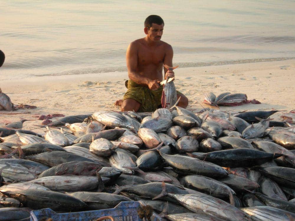 ilustrasi perikanan India (wwfindia.org)