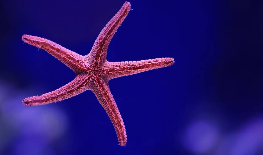 ilustrasi bintang laut (unsplash.com/David Clode)
