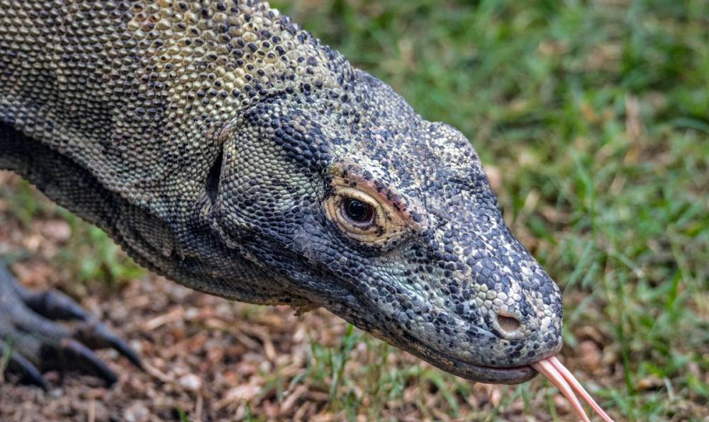 ilustrasi komodo (unsplash.com/David Clode)