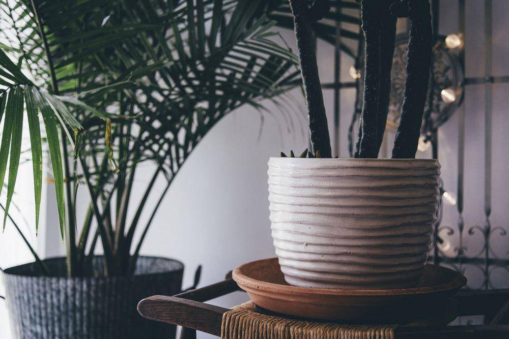 ilustrasi tanaman indoor (pixabay.com/Pexels)