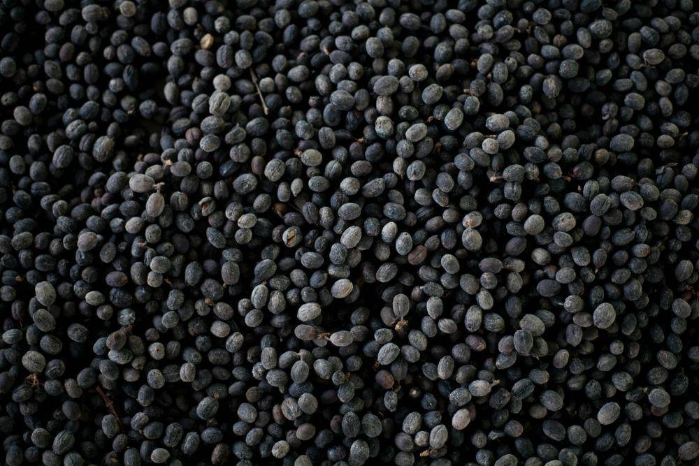 ilustrasi kacang hitam (unsplash.com/Frank Zhang)