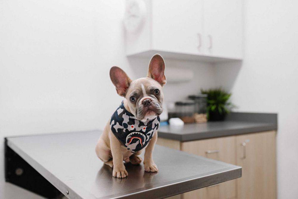 ilustrasi anjing kecil (unsplash.com/karsten116)