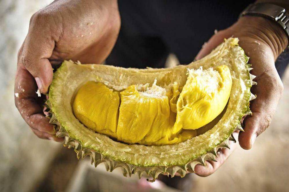ilustrasi daging durian (nytimes.com)