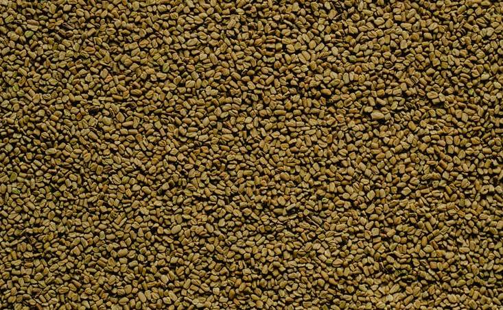 ilustrasi fenugreek (pexels.com/Eva Elijas)