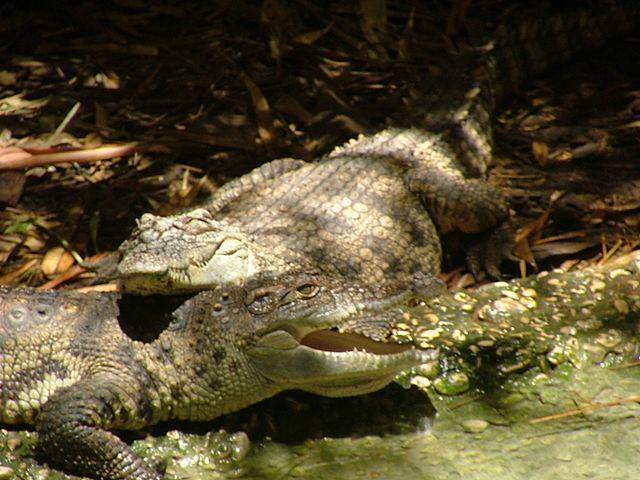ilustrasi buaya (commons.wikimedia.org/SuperJew)