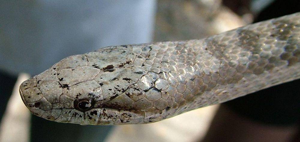 ilustrasi Antiguan Racer (commons.wikimedia.org)