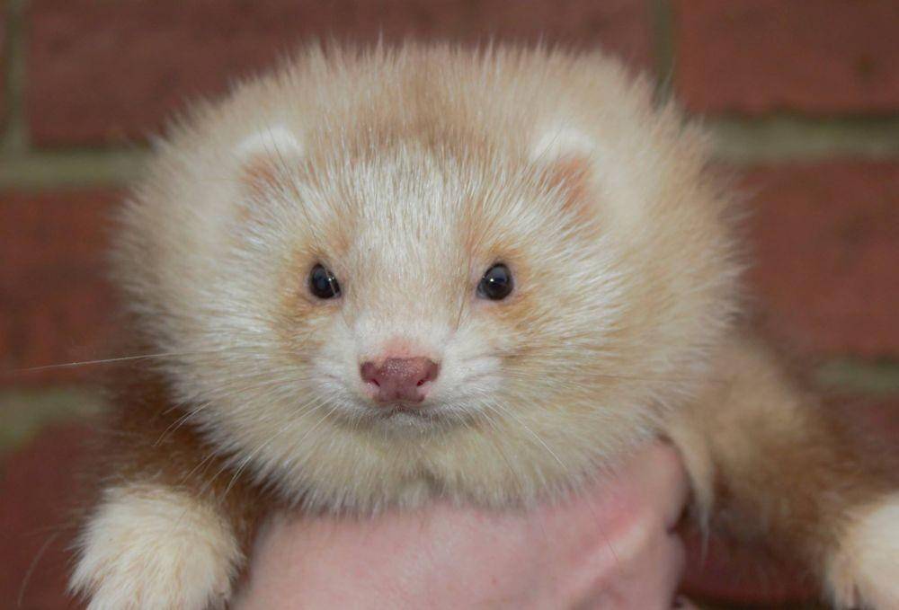 ilustrasi Angora ferret (angoraferret.co.uk)