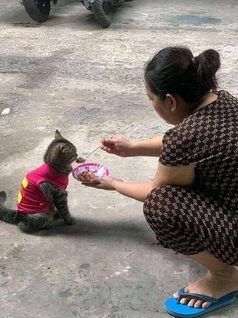 memberi makan hewan peliharaan (instagram.com/humorsantuy)