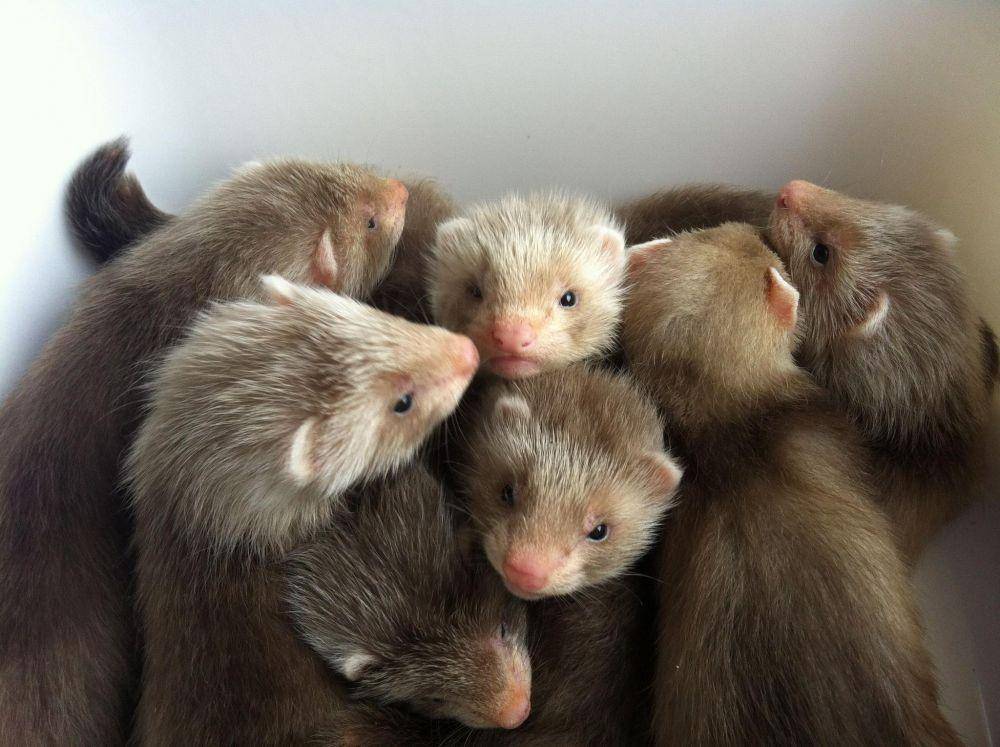 ilustrasi Angora ferret (angoraferret.co.uk)