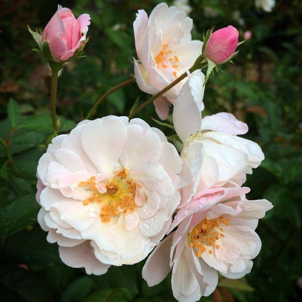 Mawar polyantha. (instagram.com/mrsrosediva)