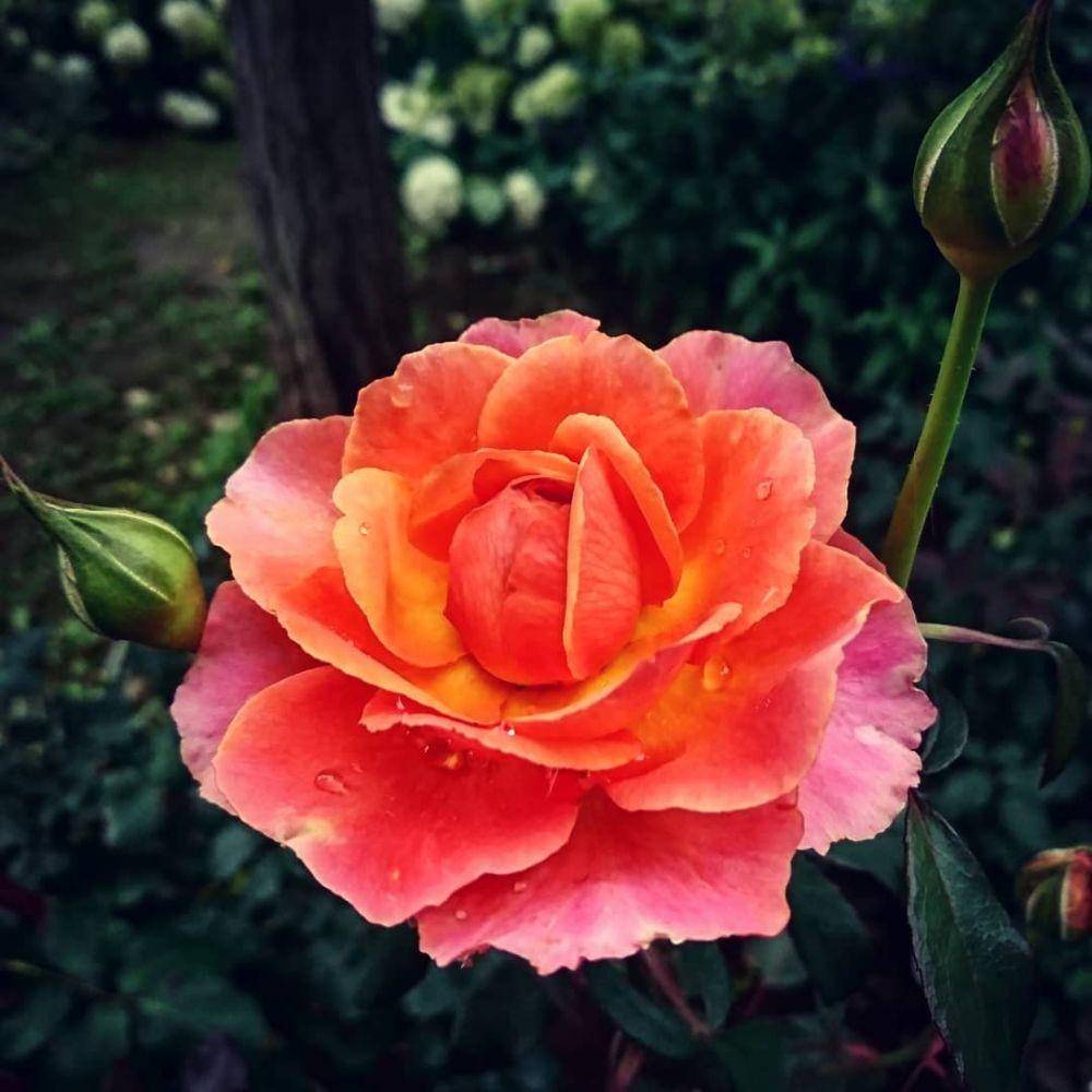 Mawar Albrecht Dürer. (instagram.com/natosan5678)
