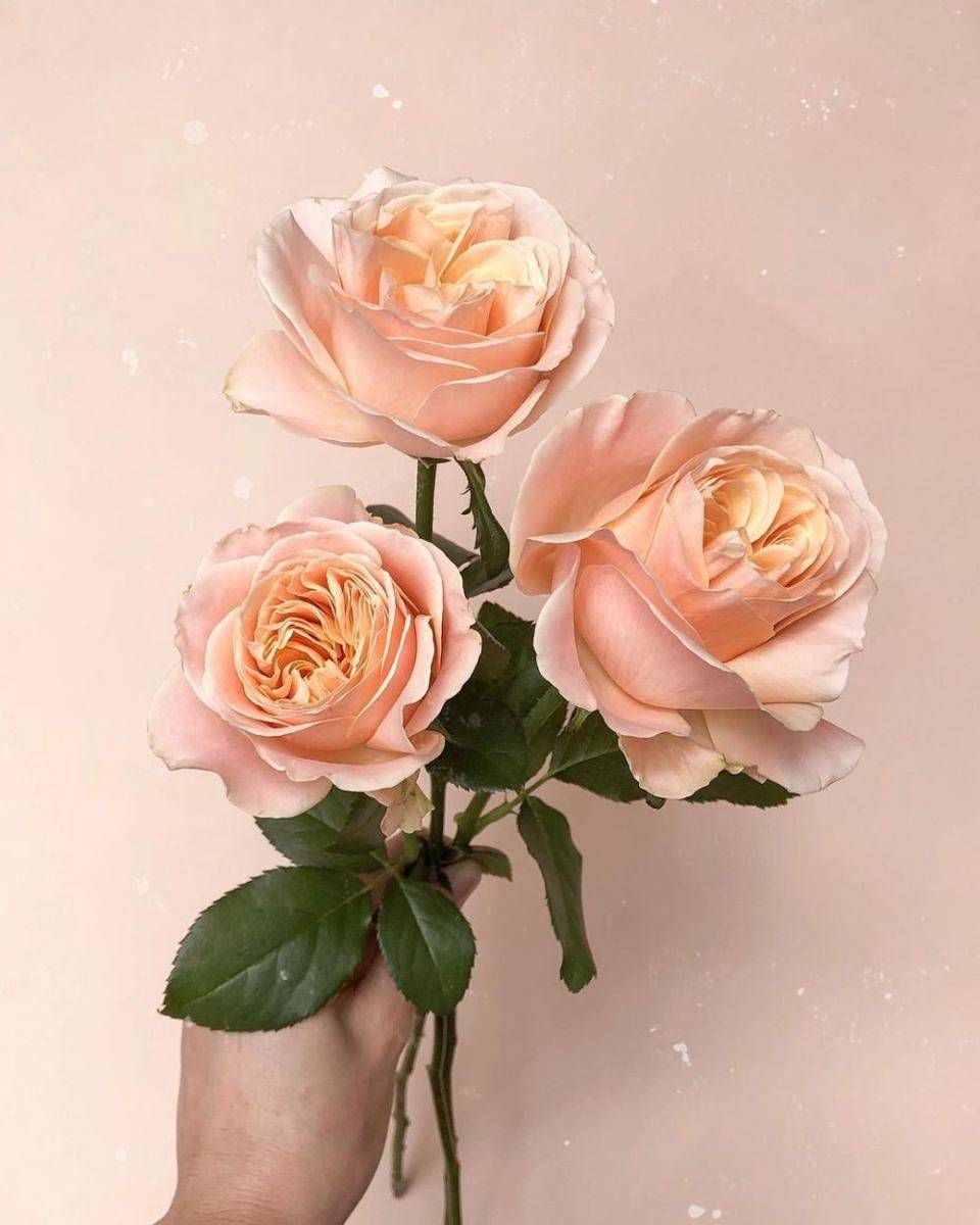 Mawar grandiflora. (instagram.com/maddiejaydee)