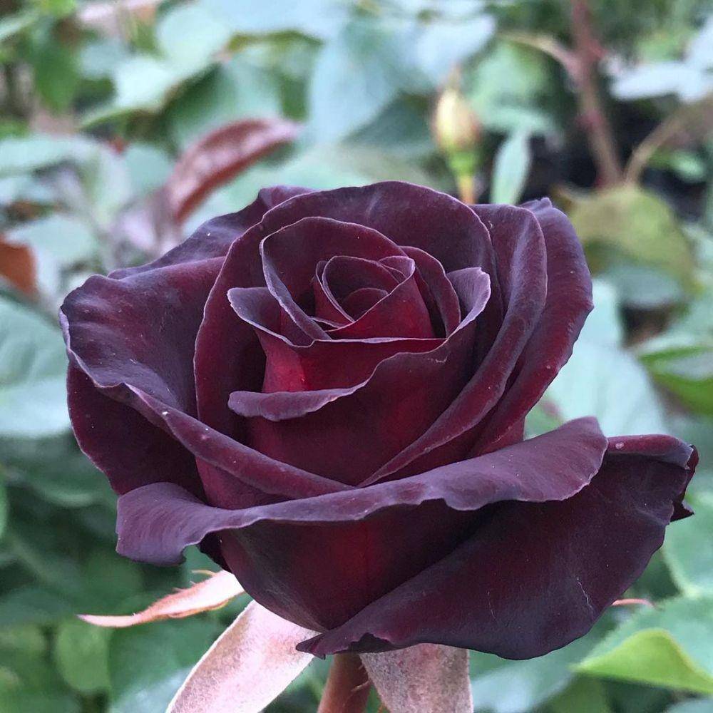 Mawar black baccara. (instagram.com/grandi_flora)