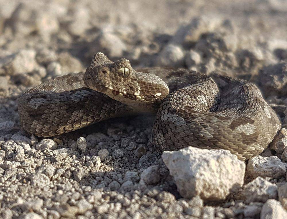 ilustrasi Albany Adder (ptes.org)