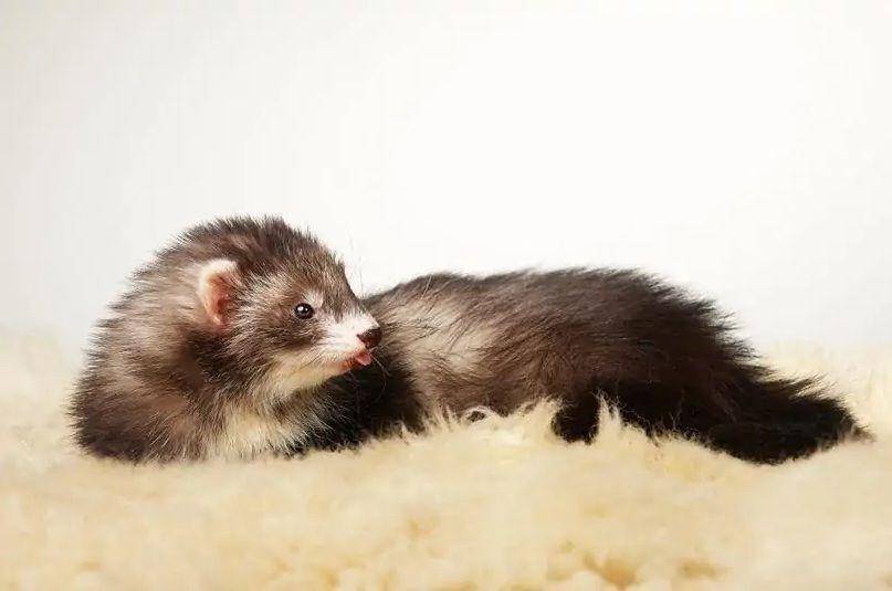 ilustrasi Angora ferret (petkeen.com)