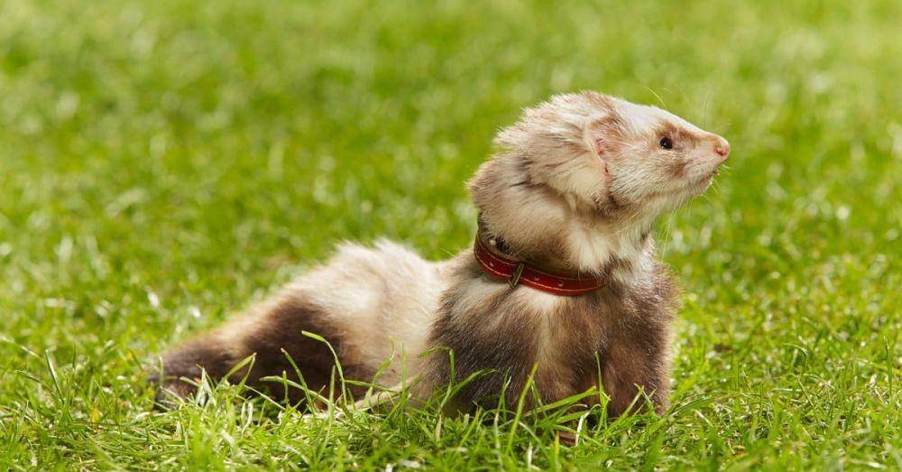 ilustrasi Angora ferret (a-z-animals.com)