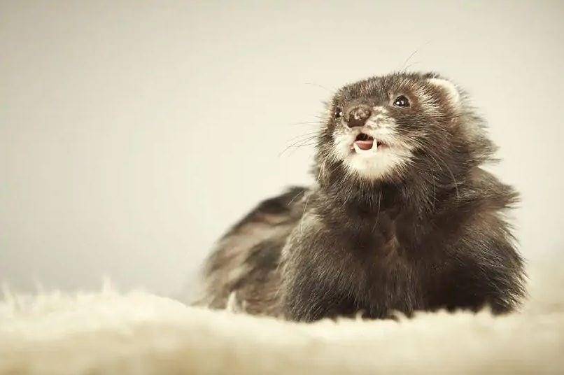 Angora ferret (petkeen.com)
