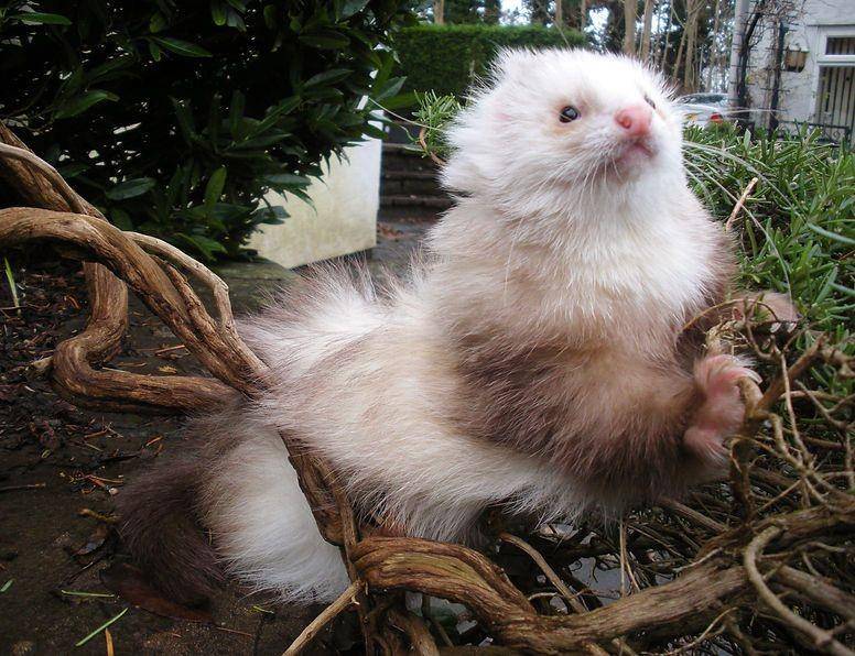 ilustrasi Angora ferret (fairoakferrets.co.uk)