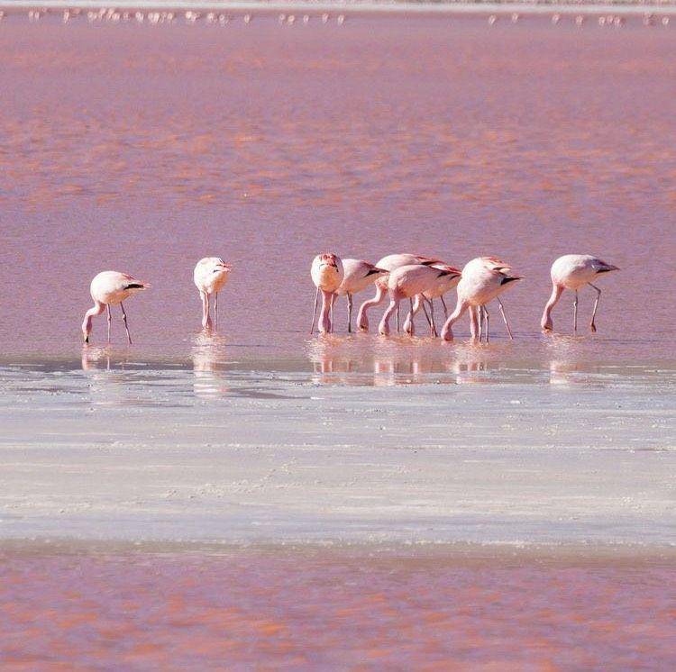 Laguna Las Coloradas (instagram.com/bluebaytravel)