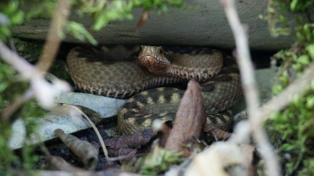 ilustasi Vipera orlovi (inaturalist.org)