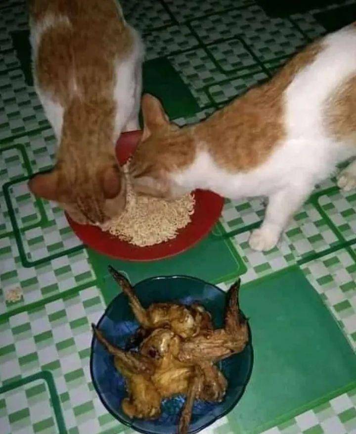 memberi makan hewan peliharaan (instagram.com/humorsantuy)