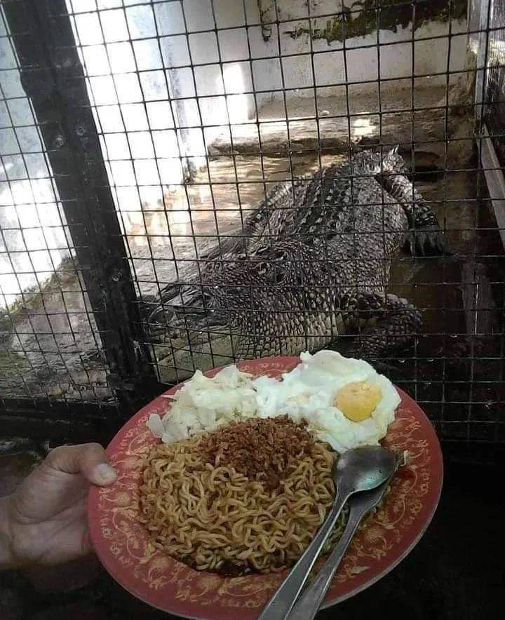 memberi makan hewan peliharaan (instagram.com/wkwkland_real)
