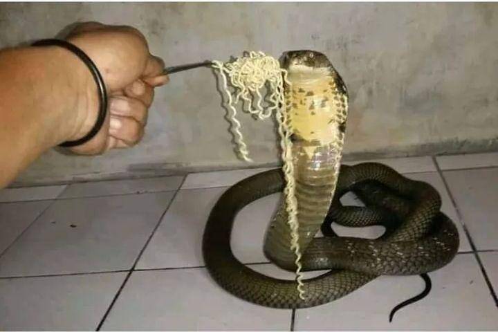 memberi makan hewan peliharaan (instagram.com/id.dagelan)