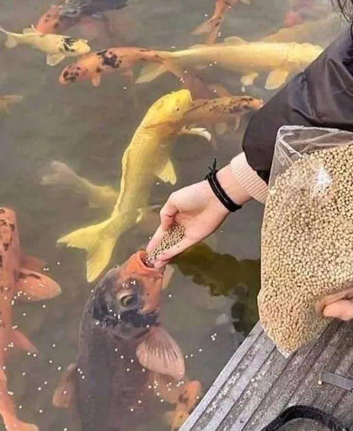 memberi makan hewan peliharaan (instagram.com/onecak)