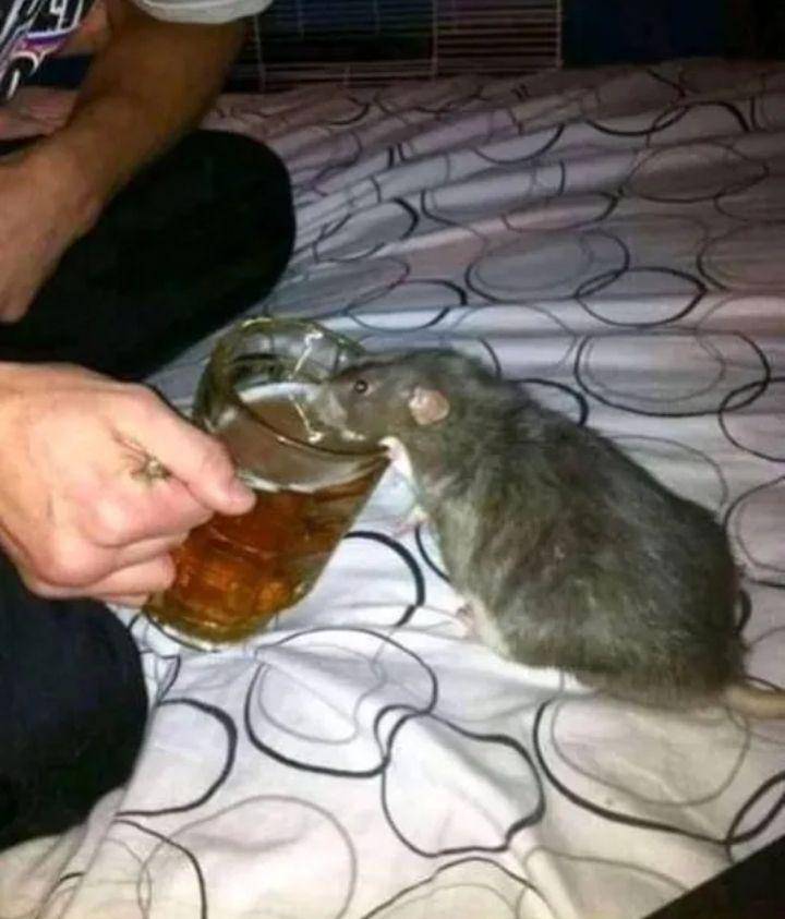 memberi makan hewan peliharaan (instagram.com/onecak)